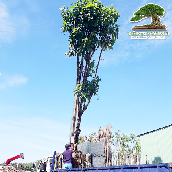 Cung cấp cây xanh